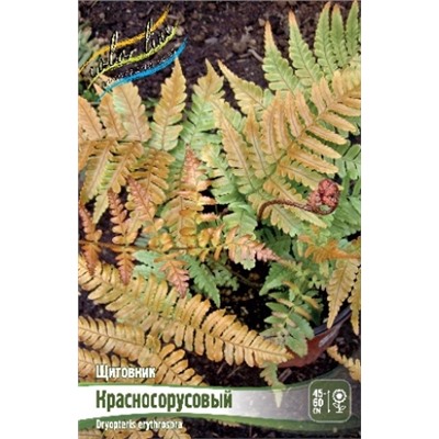 Щитовник Краснорусовый 2шт (ИС)
