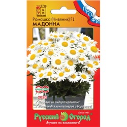 Ромашка (нивяник) Мадонна (НК)