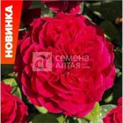 Роза Джеймс Парк (Сем.Алтая) ФЛ