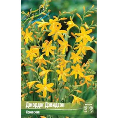 Крокосмия Джордж Дэвидсон 8шт (ИС)
