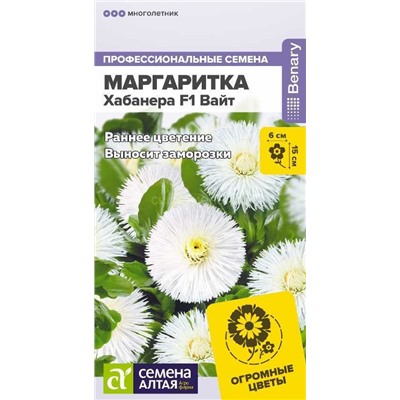 Маргаритка Хабанера F1 Вайт (Алтай)