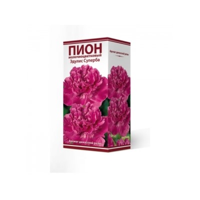 Пион Эдулис Суперба трав.1шт (Поиск)
