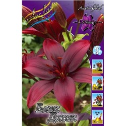 Лилии Блэк Джек 7шт (ИС) азиат