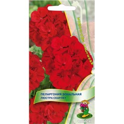 Цв.Пеларгония Люстра Скарлет зональная (Поиск) 5шт