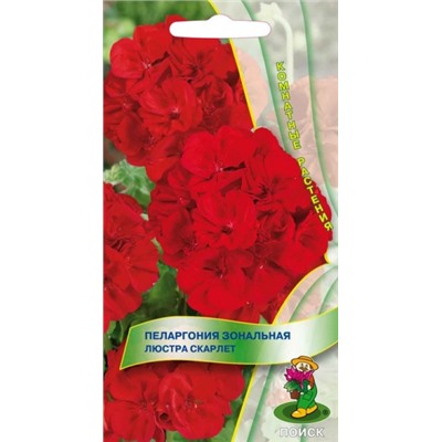 Цв.Пеларгония Люстра Скарлет зональная (Поиск) 5шт