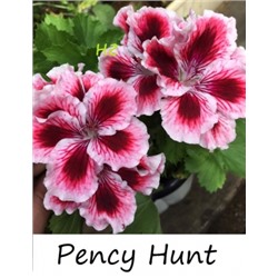 ГОРШОК пеларгония королевская Persy Hunt