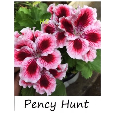 ГОРШОК пеларгония королевская Persy Hunt