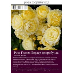 Роза Голден Бордер флорибунда туба Польша