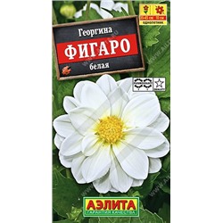 Георгина Фигаро белый, махровый (Аэлита)