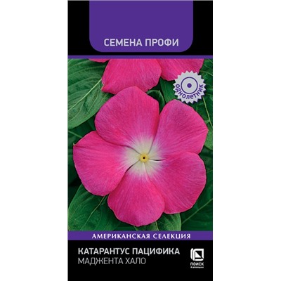 Катарантус Пацифика Маджента Хало (Код: 93190)