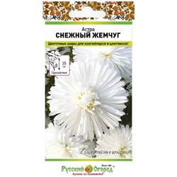 Астра Снежный Жемчуг (Код: 93024)