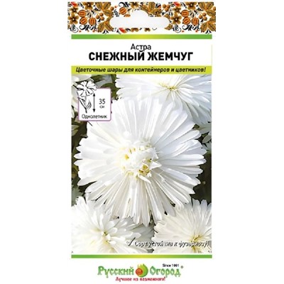 Астра Снежный Жемчуг (Код: 93024)