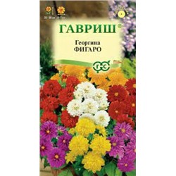 Цв.Георгина Фигаро (Гавриш) 7шт