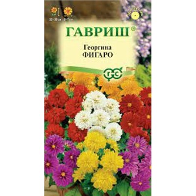 Цв.Георгина Фигаро (Гавриш) 7шт