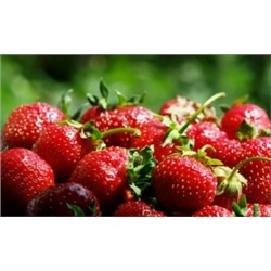 Клубника Фейерверк (Поиск) 5шт сред, высокоурож.