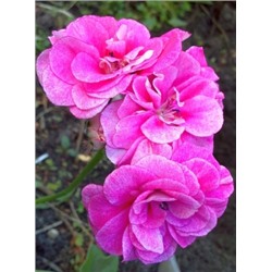 Пеларгония плющелистная Vintage rose укорен.черенок