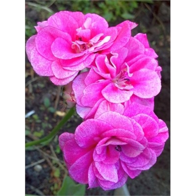 Пеларгония плющелистная Vintage rose укорен.черенок