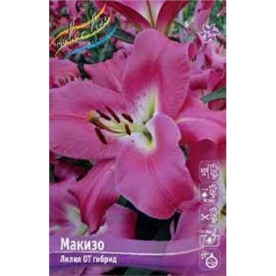 Лилии Макизо 5шт (ИС) ОТ