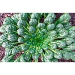Капуста Китайская Татсой (УД) 0,25г