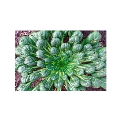 Капуста Китайская Татсой (УД) 0,25г