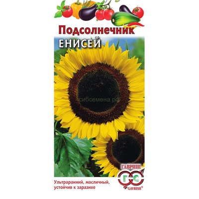 Подсолнечник Енисей (Гавр)