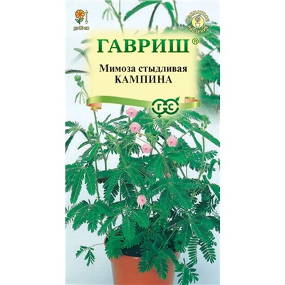 Мимоза стыдливая Кампина (Гавр)