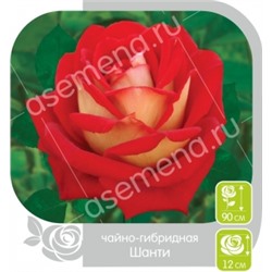 Роза Шанти (Сем.Алтая) ЧГ