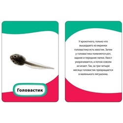 Развивающие карточки. Мамы и малыши 3+