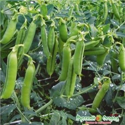 Горох Фаворит (НК) 20г