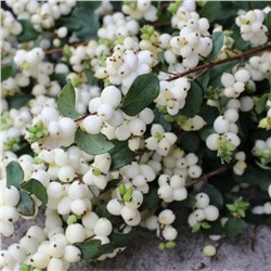 Снежнеягодник белый (туба) СдС