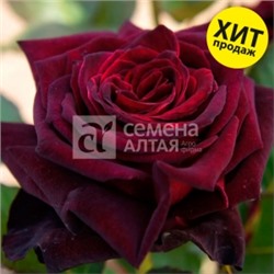 Роза Блек Бакара (Сем.Алтая) ЧГ