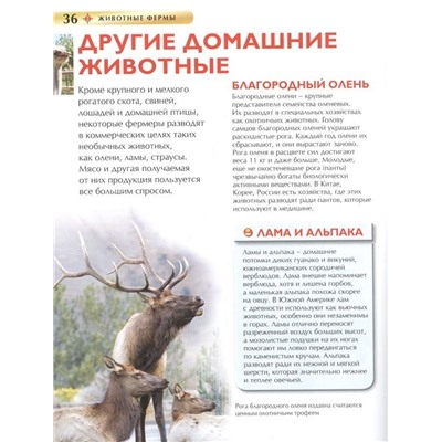 Животные фермы. Детская энциклопедия