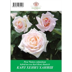 Роза Карл Хениз Ханиш чайно-гибридная ТУБА (БТ)