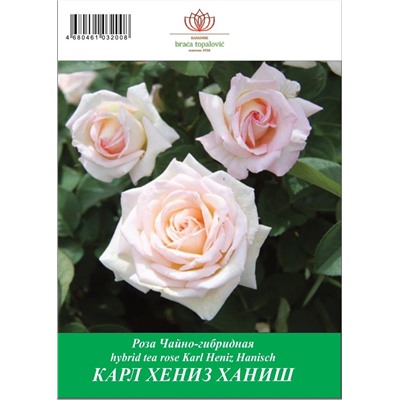 Роза Карл Хениз Ханиш чайно-гибридная ТУБА (БТ)