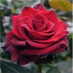 Роза Эксплорер (Поиск) ЧГ