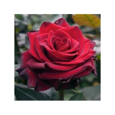 Роза Эксплорер (Поиск) ЧГ