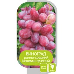 Виноград Кишмиш Лучистый (Сем.Алтая)