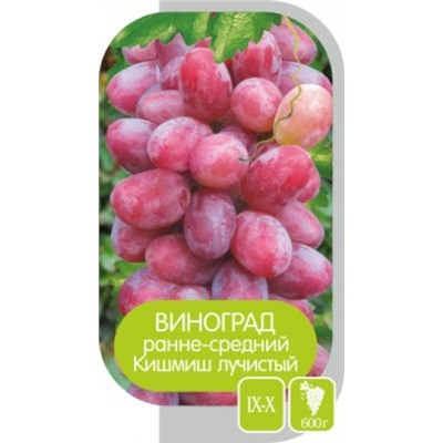 Виноград Кишмиш Лучистый (Сем.Алтая)