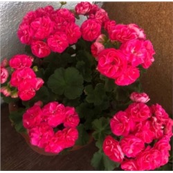 ГОРШОК пеларгония S-r Rosalinda