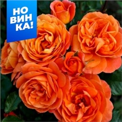 Роза Феникс (Сем.Алтая)