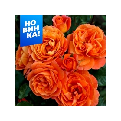 Роза Феникс (Сем.Алтая)