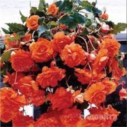 Бегония Пендула Каскад Оранжевая 3шт (ИС)