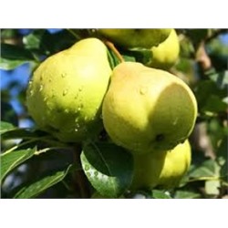 Груша Августовская Роса (Поиск) кор