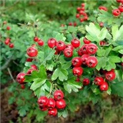 Боярышник Арнольда (Поиск)
