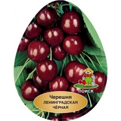Черешня Ленинградская черная  (Поиск) УКС