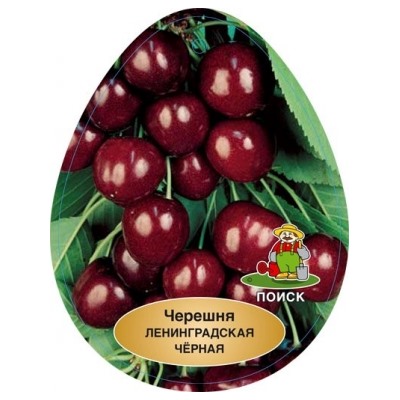 Черешня Ленинградская черная  (Поиск) УКС