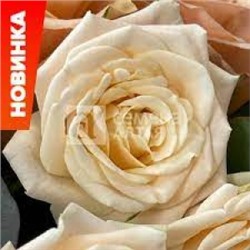 Роза Монпелье (Сем.Алтая) ФЛ