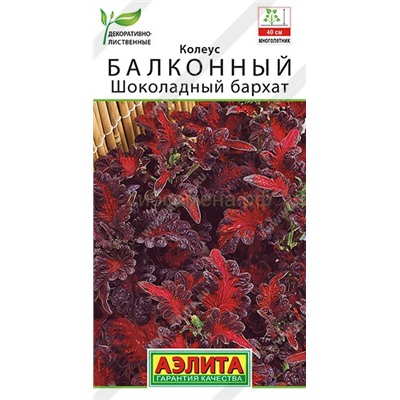 Колеус Шоколадный бархат балконный (Аэлита)