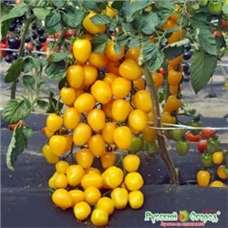 Томат Клубничка желтая F1 (НК) Вкуснятина 4шт