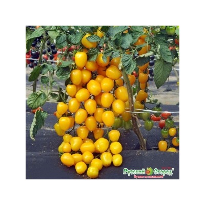 Томат Клубничка желтая F1 (НК) Вкуснятина 4шт